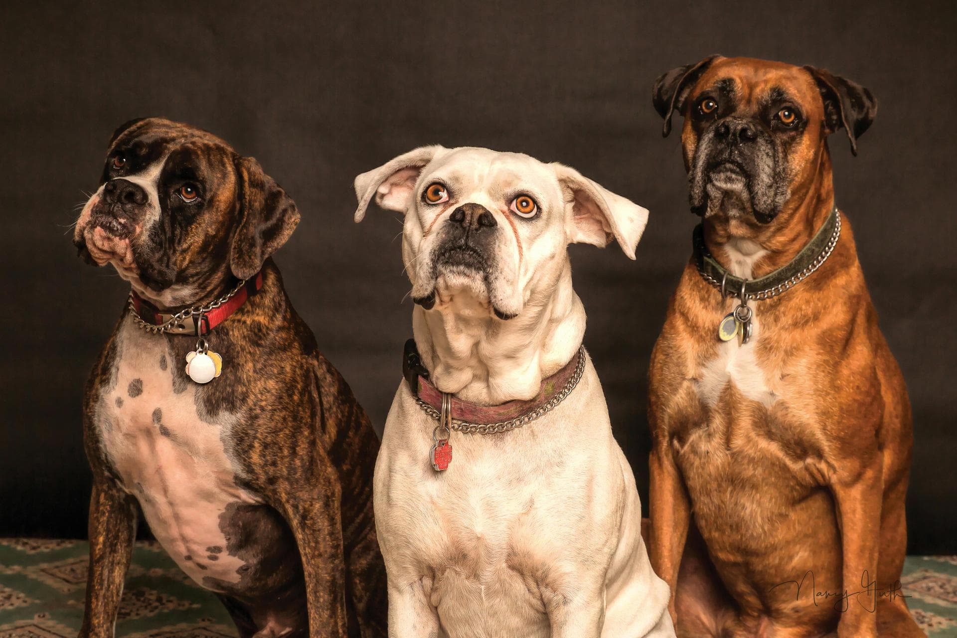 Best Vets in Chesterfield