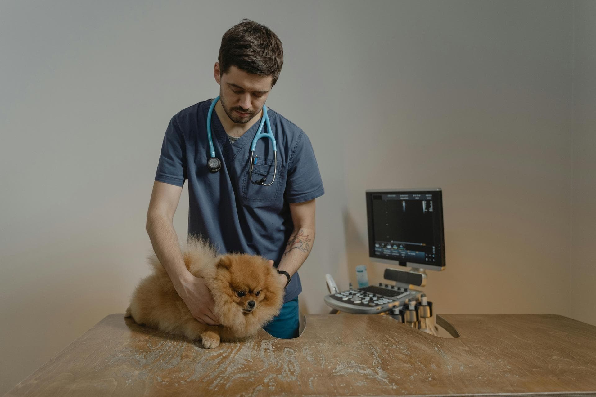 Emergency vets in Chesterfield